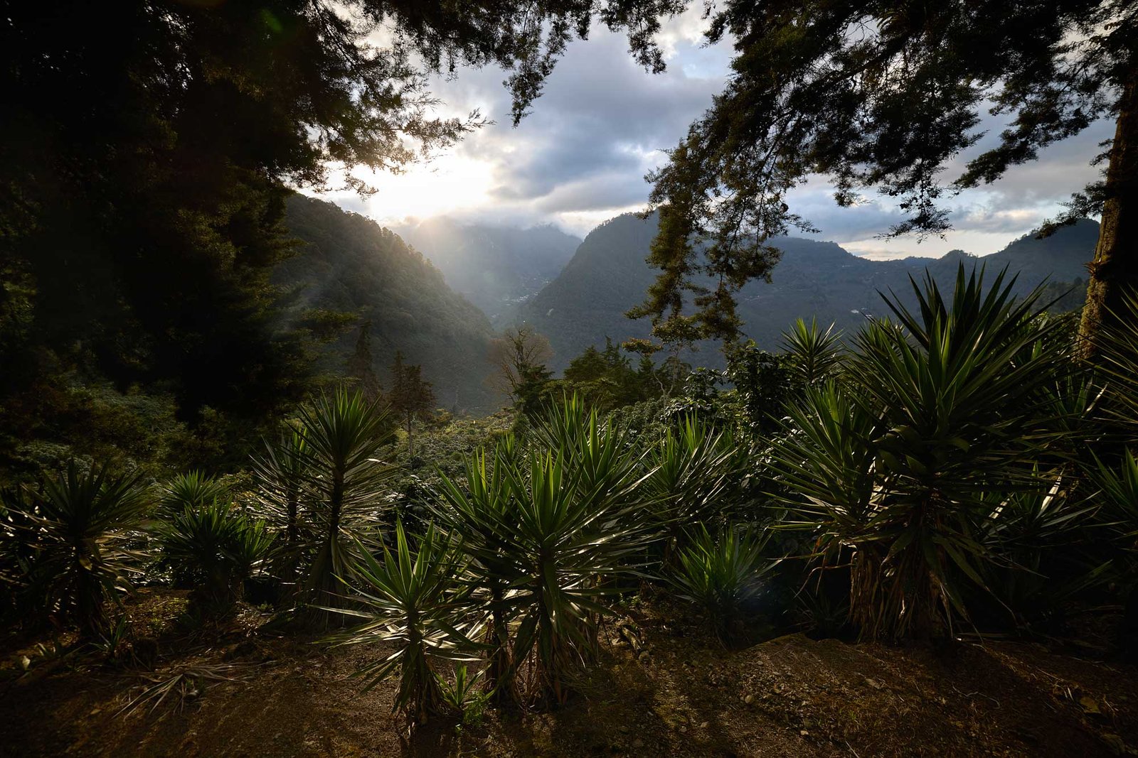 Finca El Injerto — foto 1